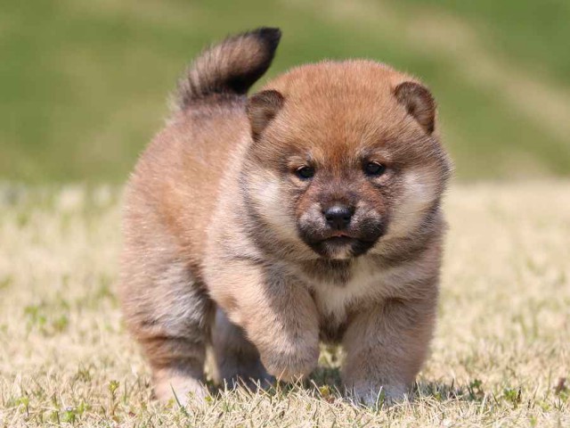IMG_3267-shiba-puppy IMG_3267-shiba-puppy