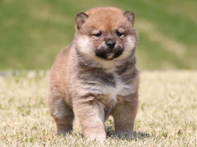 IMG_3270-shiba-puppy IMG_3270-shiba-puppy