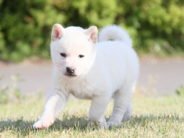 IMG_3279-shibainu-koinu IMG_3279-shibainu-koinu