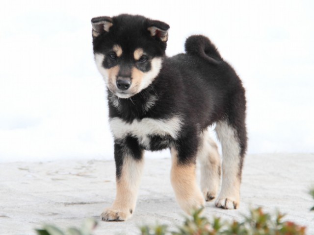 IMG_3313-shibainu-koinu IMG_3313-shibainu-koinu