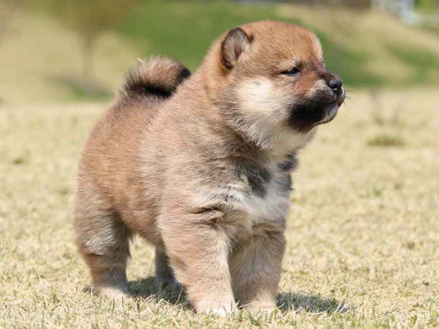 IMG_3336-shiba-puppy IMG_3336-shiba-puppy