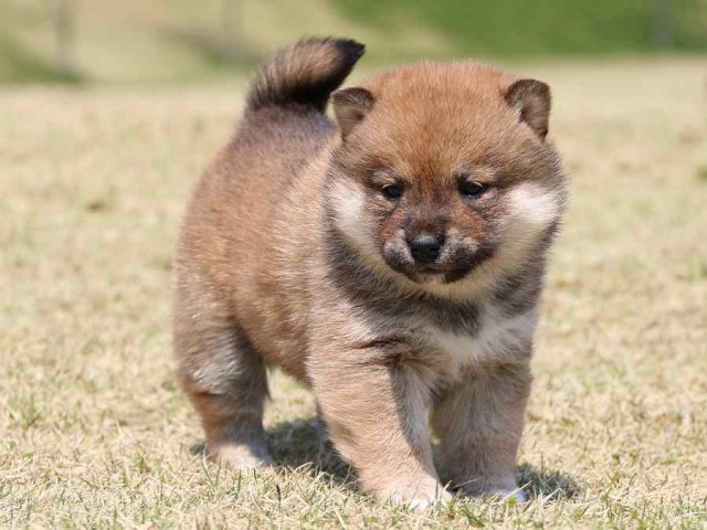 IMG_3337-shiba-puppy IMG_3337-shiba-puppy