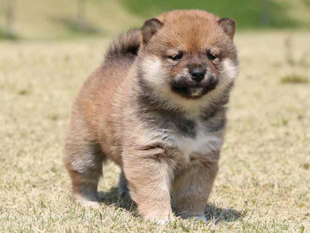 IMG_3346-shiba-puppy IMG_3346-shiba-puppy