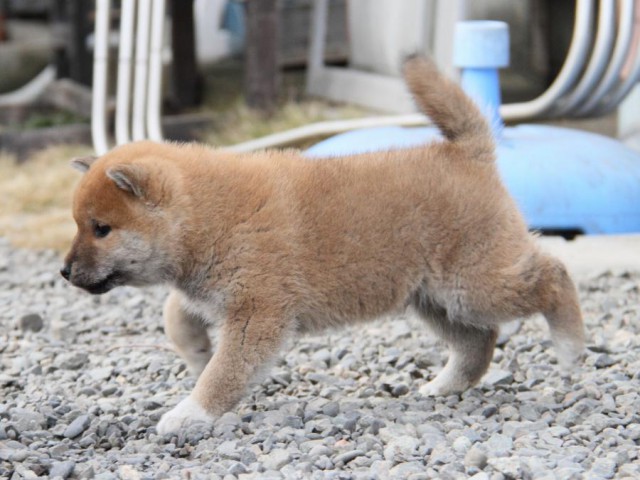 IMG_3408-shibainu-koinu IMG_3408-shibainu-koinu