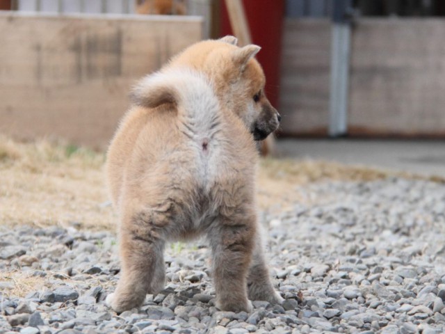 IMG_3426-shibainu-koinu IMG_3426-shibainu-koinu