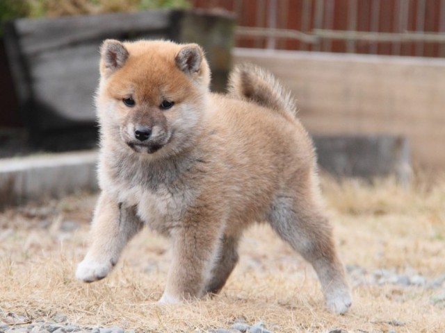IMG_3452-shibainu-koinu IMG_3452-shibainu-koinu