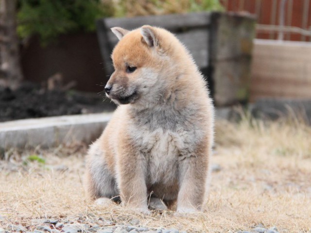 IMG_3454-shibainu-koinu IMG_3454-shibainu-koinu