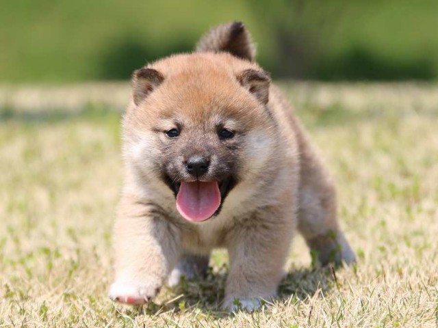 IMG_3459-shiba-puppy