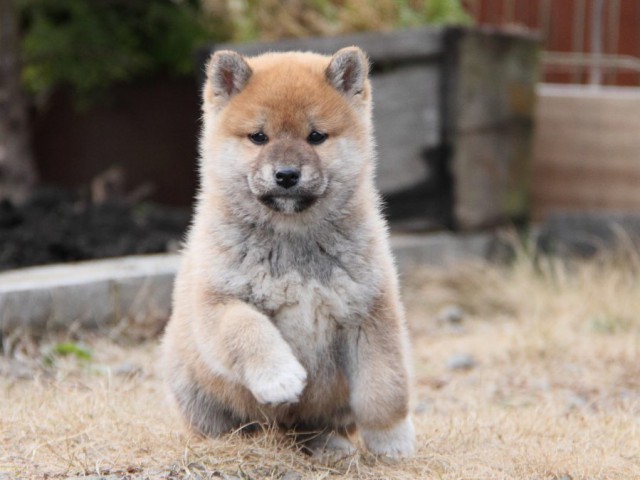 IMG_3461-shibainu-koinu IMG_3461-shibainu-koinu