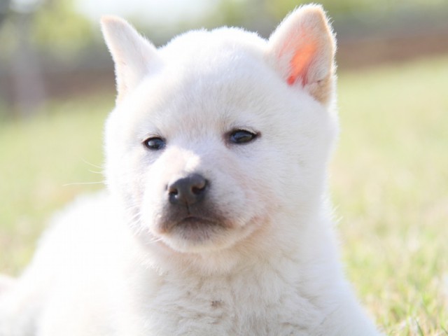IMG_3461-shibainu-koinu IMG_3461-shibainu-koinu