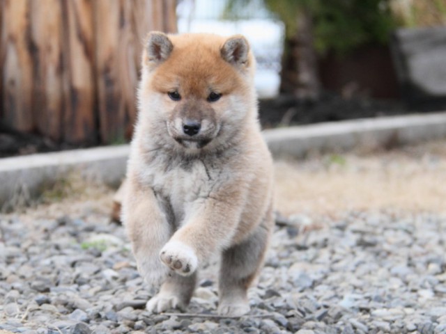 IMG_3463-shibainu-koinu IMG_3463-shibainu-koinu