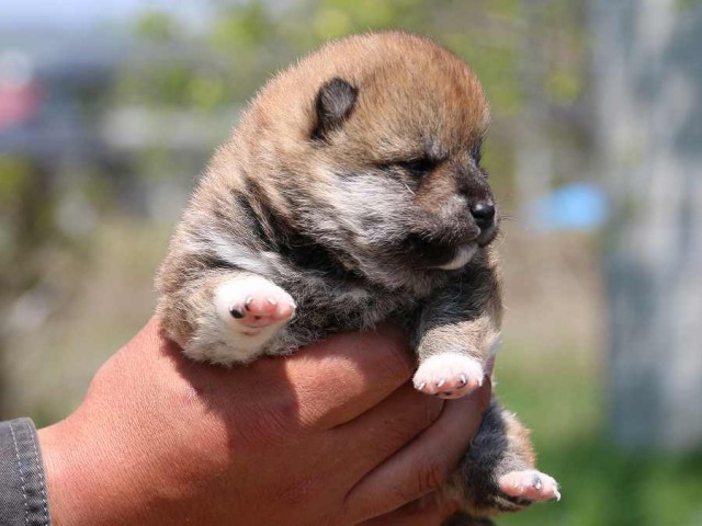 IMG_3665-shiba-puppy IMG_3665-shiba-puppy