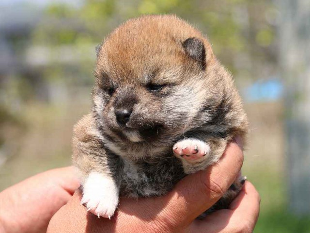 IMG_3670-shiba-puppy IMG_3670-shiba-puppy