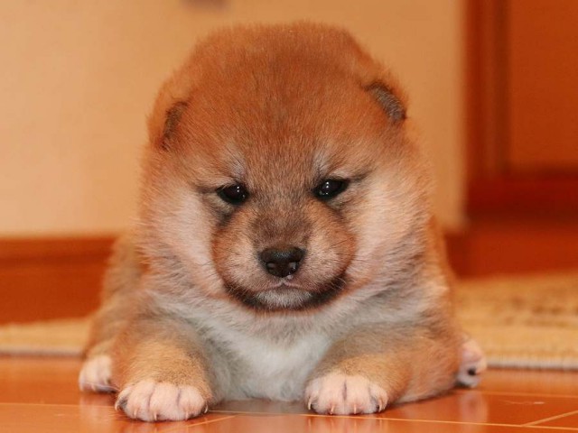 IMG_3686-shiba-puppy IMG_3686-shiba-puppy