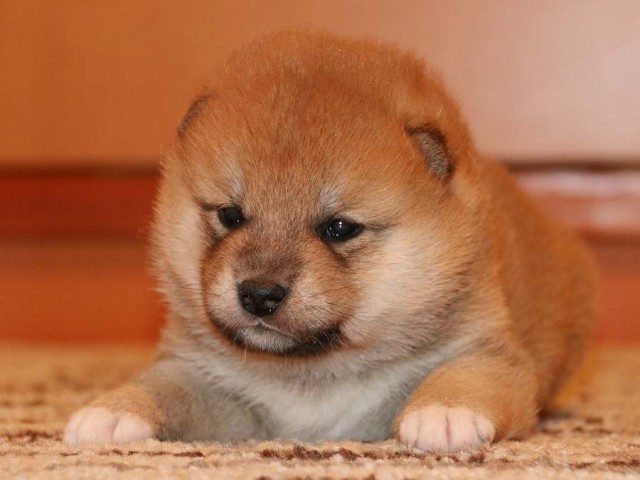IMG_3698-shiba-puppy IMG_3698-shiba-puppy