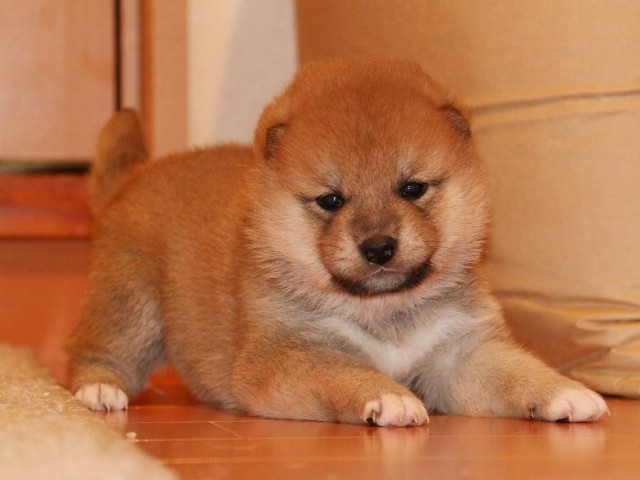 IMG_3702-shiba-puppy IMG_3702-shiba-puppy