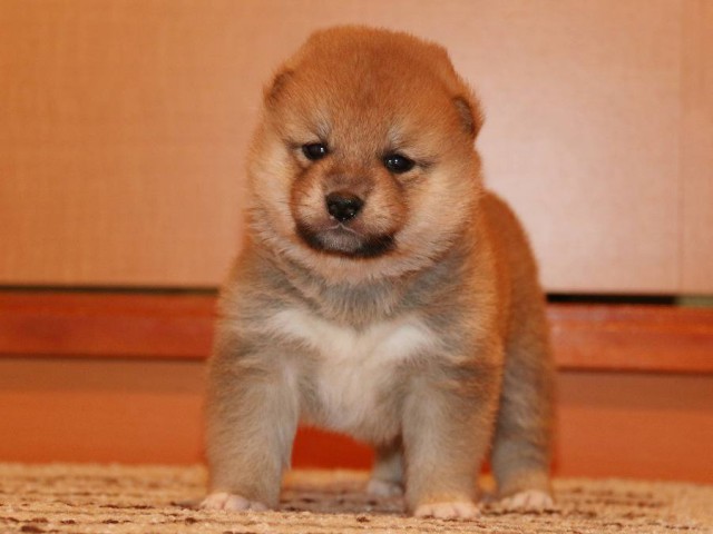 IMG_3707-shiba-puppy IMG_3707-shiba-puppy