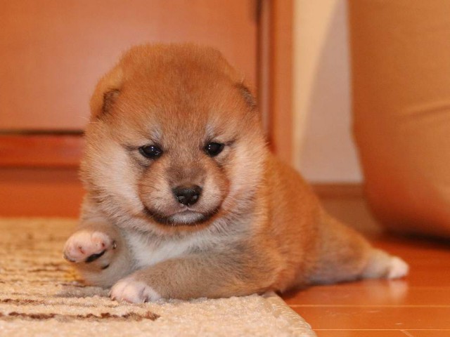 IMG_3710-shiba-puppy IMG_3710-shiba-puppy