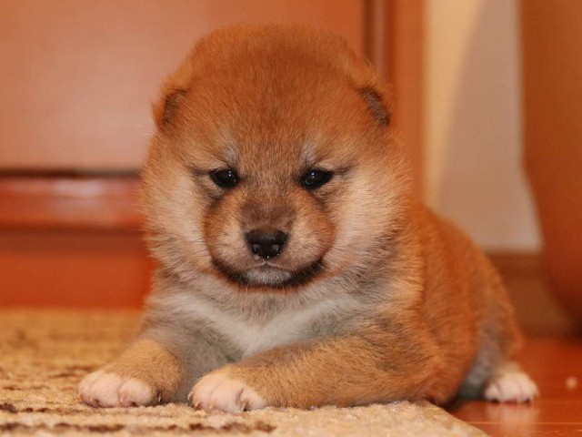 IMG_3713-shiba-puppy IMG_3713-shiba-puppy