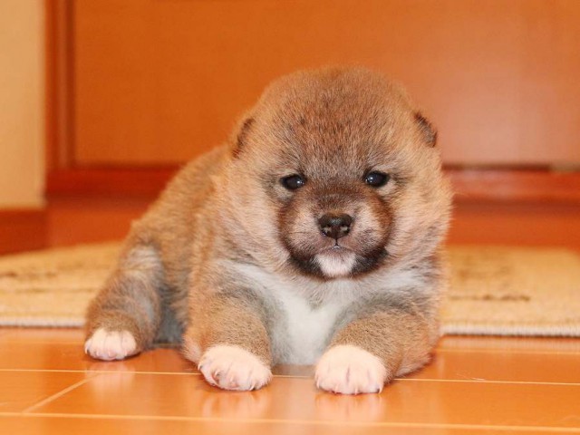 IMG_3716-shiba-puppy IMG_3716-shiba-puppy