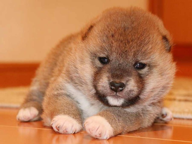 IMG_3722-shiba-puppy IMG_3722-shiba-puppy
