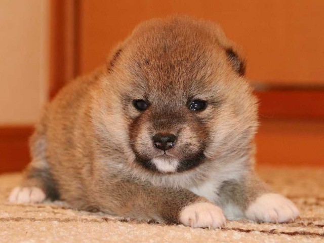 IMG_3727-shiba-puppy IMG_3727-shiba-puppy