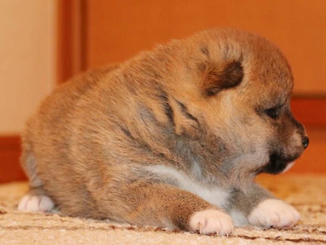 IMG_3728-shiba-puppy IMG_3728-shiba-puppy
