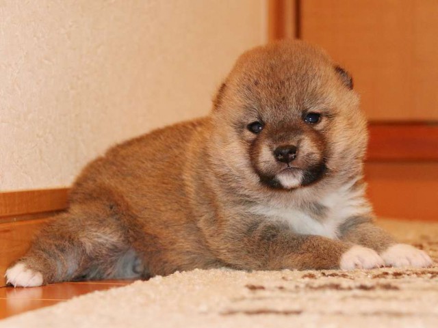 IMG_3733-shiba-puppy IMG_3733-shiba-puppy