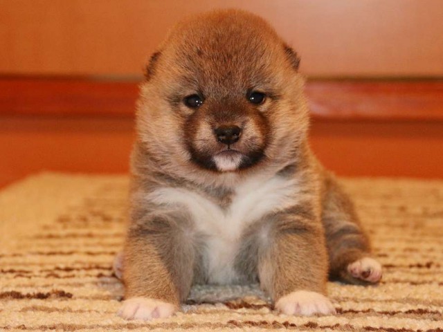IMG_3735-shiba-puppy IMG_3735-shiba-puppy