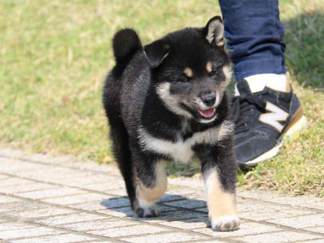 IMG_3767-shiba-puppy IMG_3767-shiba-puppy