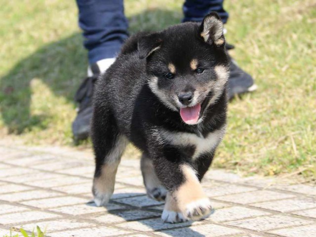 IMG_3770-shiba-puppy IMG_3770-shiba-puppy