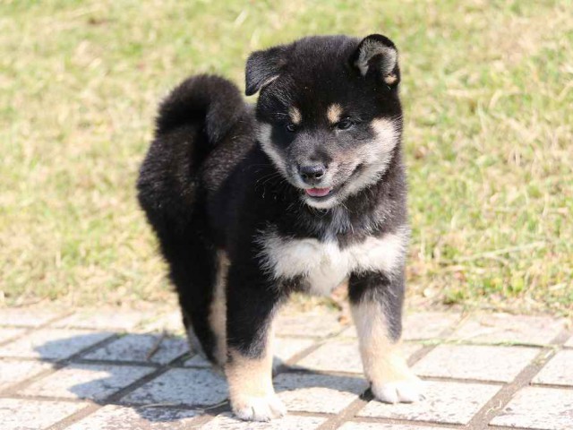IMG_3807-shiba-puppy IMG_3807-shiba-puppy