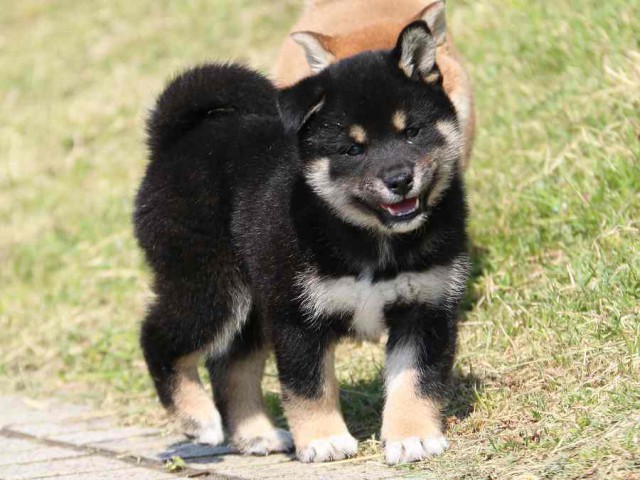 IMG_3844-shiba-puppy IMG_3844-shiba-puppy