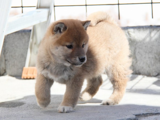 IMG_3998-koinu-koinu IMG_3998-koinu-koinu