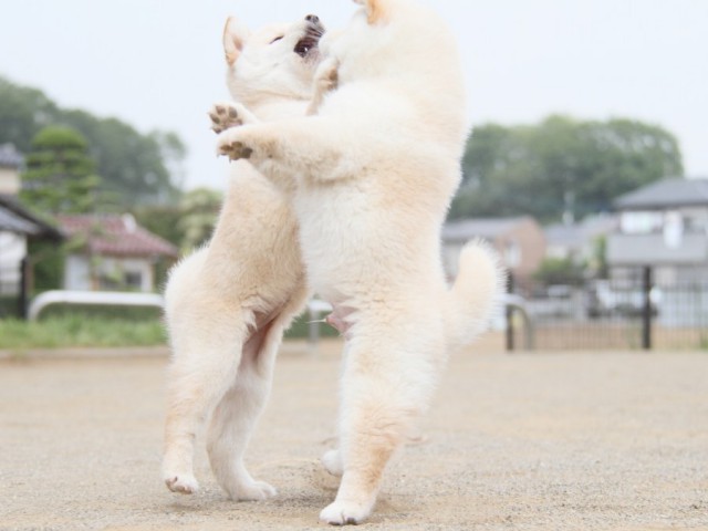 IMG_4067-shibainu-koinu IMG_4067-shibainu-koinu