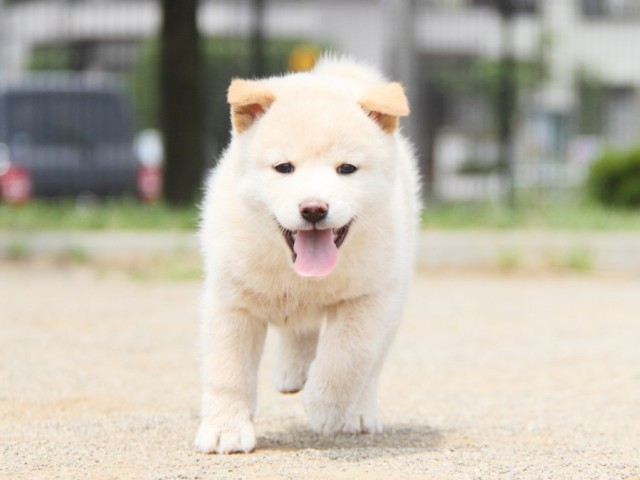 IMG_4154-shibainu-koinu IMG_4154-shibainu-koinu