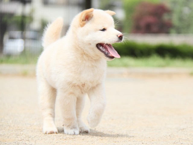 IMG_4176-shibainu-koinu IMG_4176-shibainu-koinu