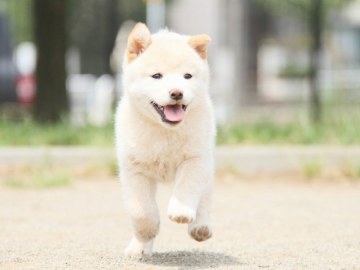 IMG_4228-shibainu-koinu-top IMG_4228-shibainu-koinu-top