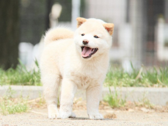 IMG_4247-shibainu-koinu IMG_4247-shibainu-koinu