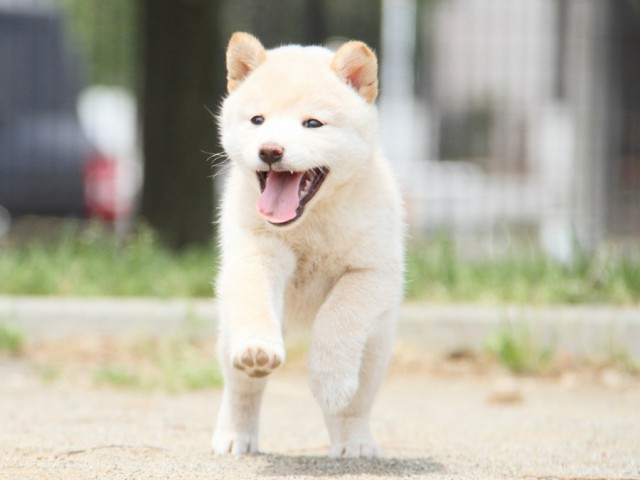 IMG_4255-shibainu-koinu IMG_4255-shibainu-koinu