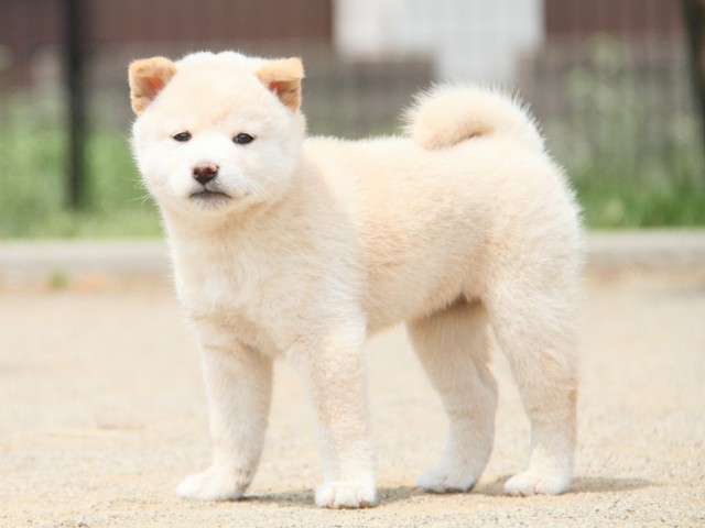 IMG_4283-shibainu-koinu IMG_4283-shibainu-koinu