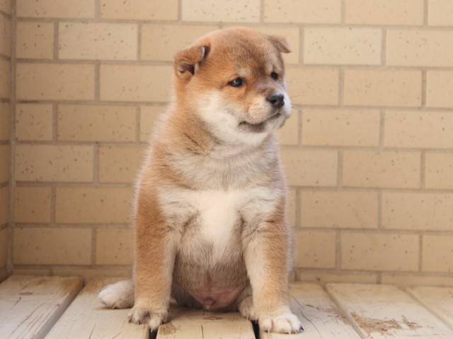 IMG_4353-koinu-koinu