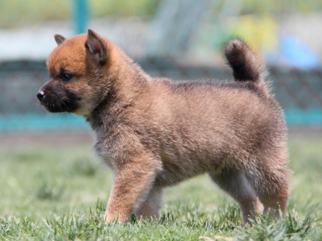 IMG_4427-shibainu-koinu IMG_4427-shibainu-koinu
