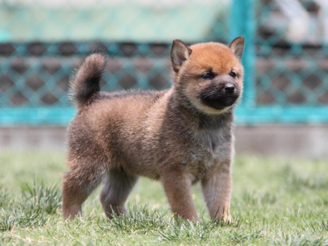 IMG_4465-shibainu-koinu IMG_4465-shibainu-koinu