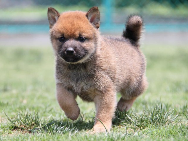IMG_4476-shibainu-koinu IMG_4476-shibainu-koinu