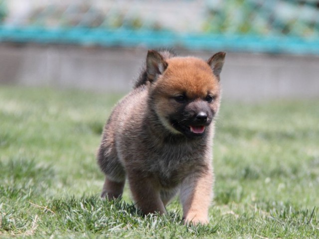 IMG_4520-shibainu-koinu IMG_4520-shibainu-koinu