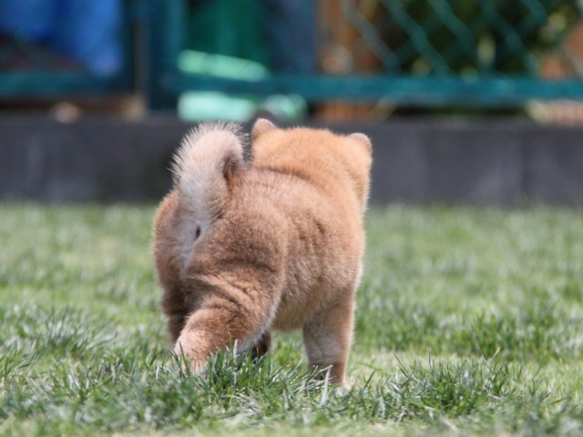 IMG_4564-shibainu-koinu IMG_4564-shibainu-koinu