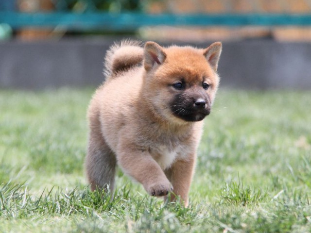 IMG_4569-shibainu-koinu IMG_4569-shibainu-koinu