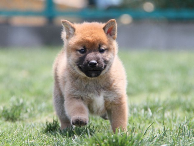 IMG_4584-shibainu-koinu IMG_4584-shibainu-koinu