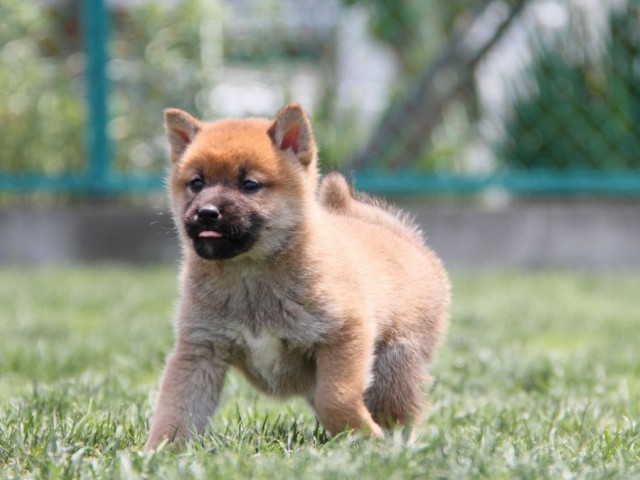 IMG_4617-shibainu-koinu IMG_4617-shibainu-koinu